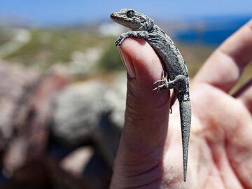 A gecko enjoys my warm finger. (Photo: Tobias Schorr)