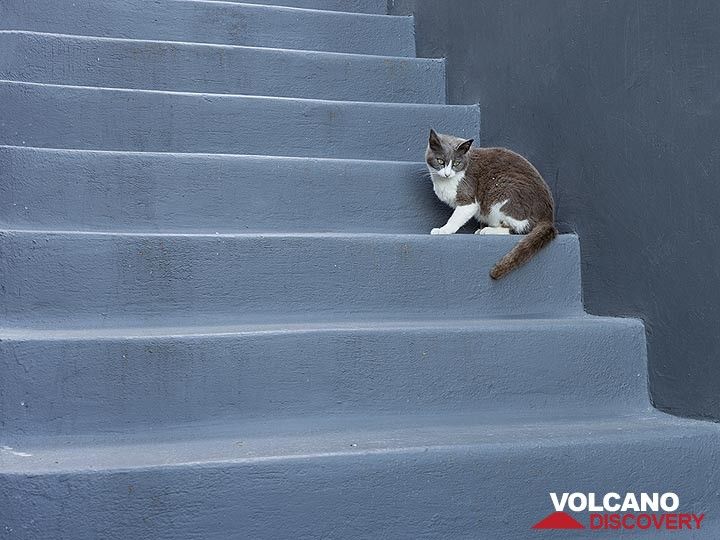 Un chat gris dans des escaliers gris. (Photo: Tobias Schorr)