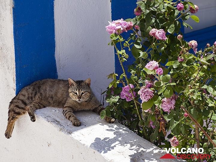 Un chat sur l'île de Thirasia. (Photo: Tobias Schorr)