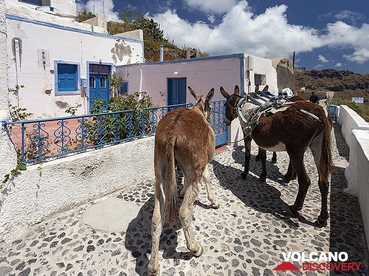 Donkeys are mainly used for transportation in the narrow lanes of Manolas village. (Photo: Tobias Schorr)