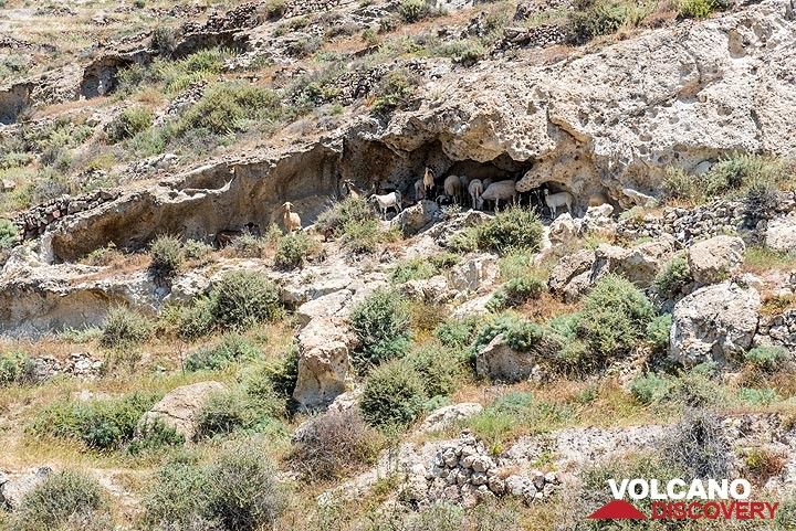 Natural erosion has created many small caves in the sides of the hills, sometimes used as shelters for goats. (Photo: Tom Pfeiffer)