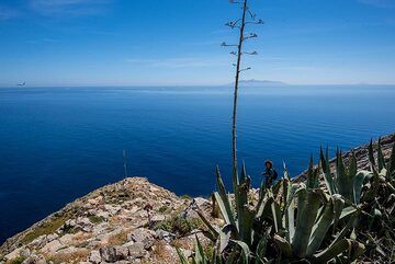 Agave flower spike (Photo: Tom Pfeiffer)