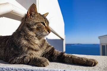 Eine stolze Katze im Dorf Oia. (Photo: Tobias Schorr)