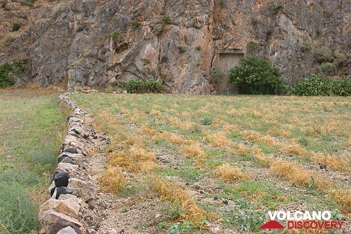 Fava fields at Echendra; Ancient tombs niches in the limestone cliff. (Photo: Tom Pfeiffer)