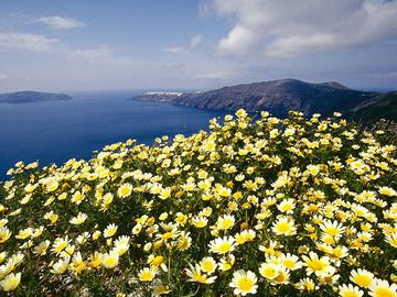Spring on Santorini (Photo: Tobias Schorr)
