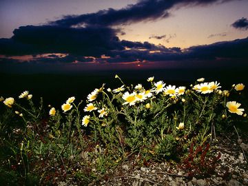 Flowers in evening light (Photo: Tobias Schorr)