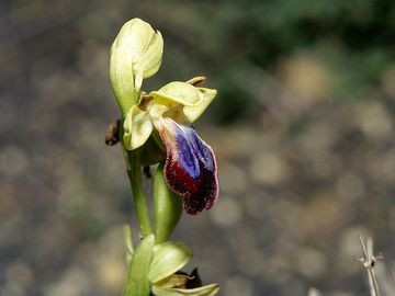 Rara orquídea de Ia/Santorini (probablemente una Ophrys fusca ENLACE) (Photo: Tobias Schorr)