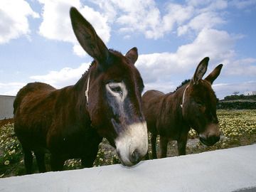 Donkeys near Acrotiri (Photo: Tobias Schorr)