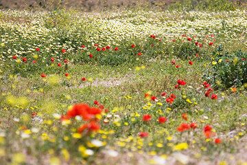 Spring-time meadow (Photo: Tom Pfeiffer)
