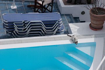 Cat drinking from the pool (Photo: Tom Pfeiffer)