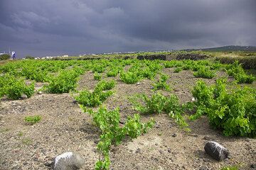 Vignobles près du village d'Akrotiri (Photo: Tom Pfeiffer)