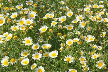 Margeriten auf Santorin im Frühling (Photo: Tom Pfeiffer)