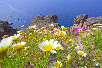 Margherite e la caldera vicino ad Akrotiri (Photo: Tom Pfeiffer)