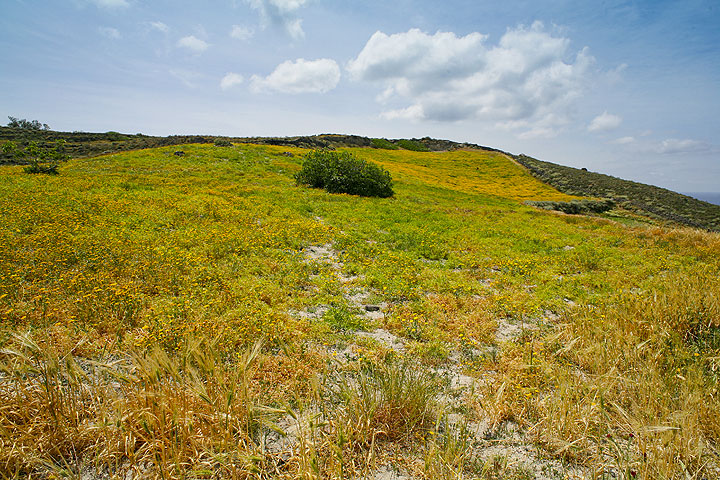 Fava fields on volcanic pumice deposits on Santorini (Photo: Tom Pfeiffer)