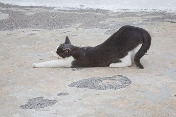 Eine sich streckende Katze aus Akrotiri ("Pudauku") (Photo: Tom Pfeiffer)
