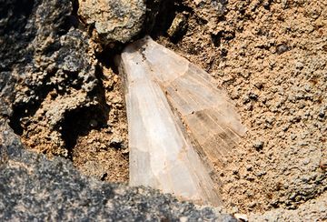 Natrolith crystals from Akrotiri (Photo: Tobias Schorr)
