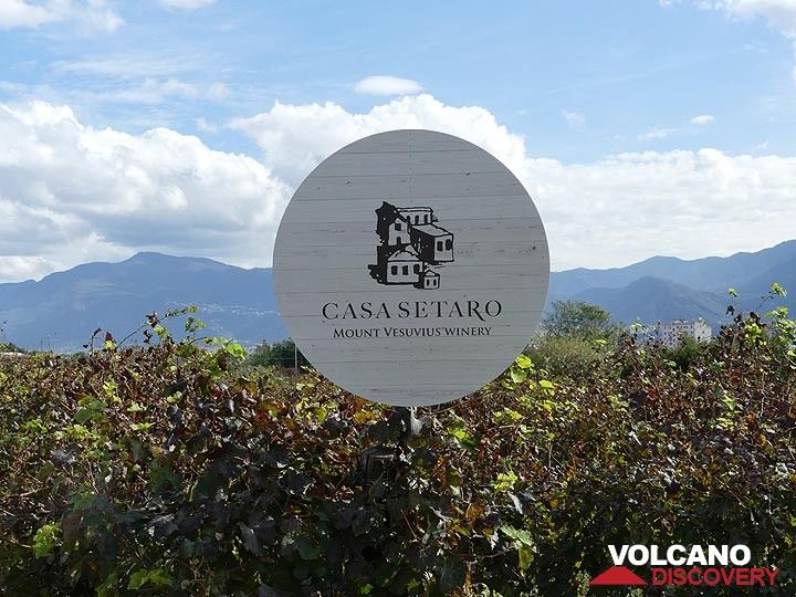 Da vulkanische Ablagerungen sehr fruchtbar und als hervorragende Weinböden weltberühmt sind, besuchen wir eines der kleinen Weingüter an den Flanken des Vesuvs. (Photo: Ingrid Smet)