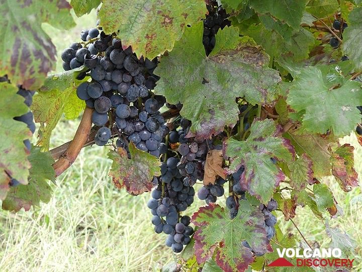 Blue grape variety of local origin typical of the Vesuvian area. (Photo: Ingrid Smet)