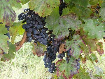 Blue grape variety of local origin typical of the Vesuvian area. (Photo: Ingrid Smet)