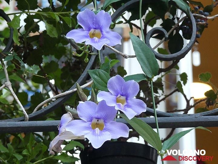 Lila Blumen hängen in den Gärten unseres Hotels. (Photo: Ingrid Smet)