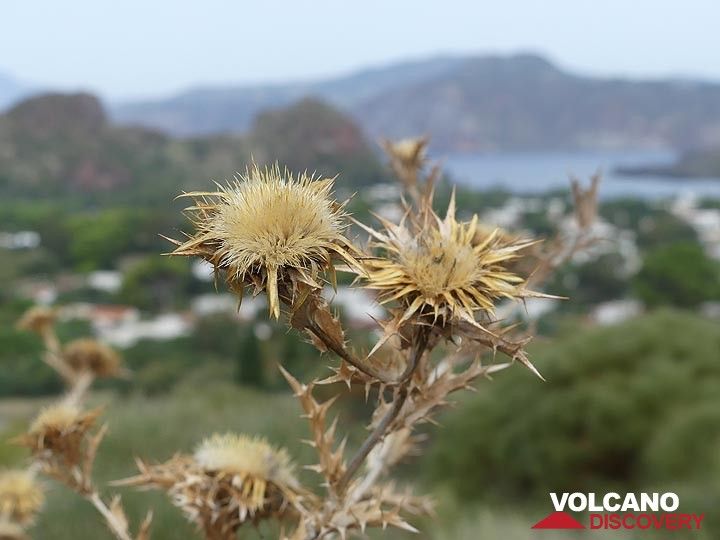 Dried thistles on the island of Vulcano. (Photo: Ingrid Smet)