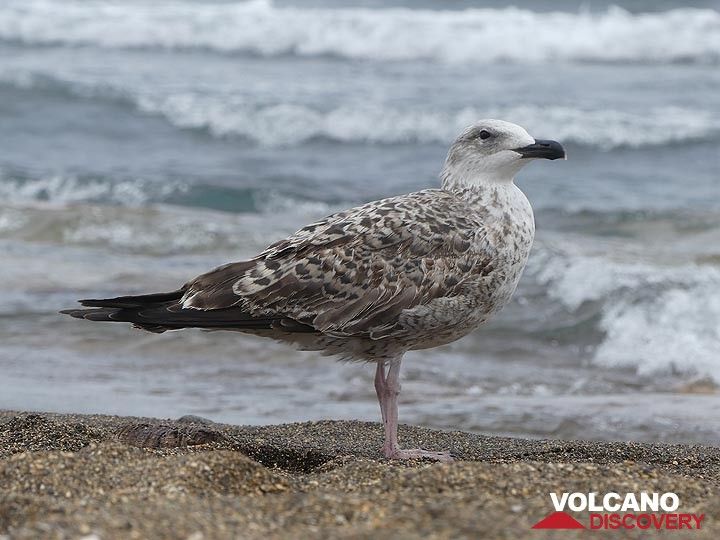 Seagull at a beach on Vulcano. (Photo: Ingrid Smet)