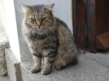 All historic treasures of the museum of Lipari are safely guarded by this feline local. (Photo: Ingrid Smet)