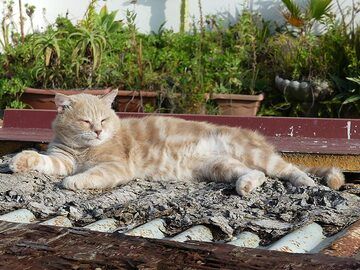 Lipari-Katze sonnt sich im Sonnenschein. (Photo: Ingrid Smet)