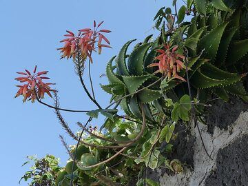 Colourful flowers in Ginostra. (Photo: Ingrid Smet)