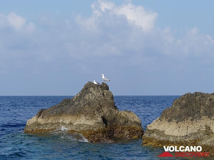 Sea gulls enjoying the sunshine from the rocks around Strombolicchio. (Photo: Ingrid Smet)