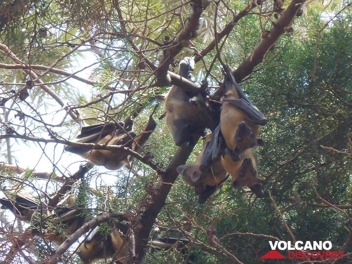 Day 1 - Hundreds of fruit bats hanging out in certain trees in Kigali (Photo: Ingrid Smet)