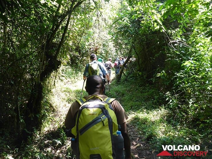 Tag 3 – Der erste Teil der Wanderung auf den Nyiragongo (von 2000 bis ca. 2250 m ü. M.) führt größtenteils durch schattigen Regenwald (Photo: Ingrid Smet)