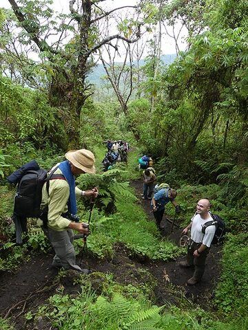 Day 3 - Continuing the hike up Nyiragongo we sporadically pass through some more densely vegetated areas (Photo: Ingrid Smet)