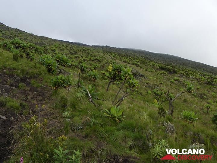 Day 3 - The last ca 200 m from the fourth resting point are straight up the steep upper slopes of the volcano´s summit - note the silhouettes of the huts which are the final destination  (Photo: Ingrid Smet)