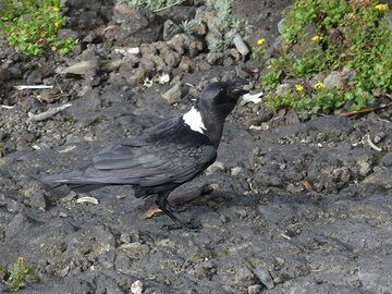 Day 4 - One of the Congolese craws that fly around the summit (hoping for some kitchen scraps) (Photo: Ingrid Smet)