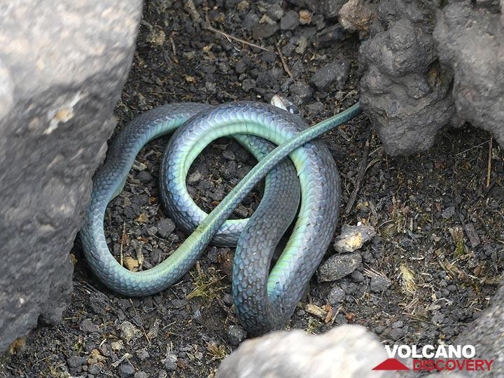 Tag 5 – kleine (tote) Schlange, die wir zwischen den Lavasteinen am Rand der Caldera entdeckt haben (Photo: Ingrid Smet)