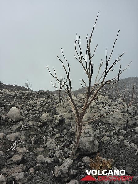 Tag 5 – Obwohl einige Teile des Caldera-Randes früher bewachsen waren, wurden diese Büsche in jüngerer Zeit durch vulkanische Gase abgetötet (Photo: Ingrid Smet)