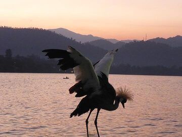 Day 7 - Dawn colours over lake Kivu - and one of the grey crowned cranes that are kept on the hotel grounds (Photo: Ingrid Smet)