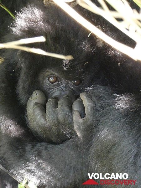 Day 7 - ...but the effort was all worth it when we got to see this baby gorilla hiding close to his/her mother! (Photo: Ingrid Smet)