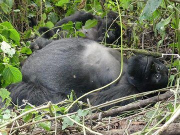 Day 7 - Mother mountain gorilla and father silverback lying around (Photo: Ingrid Smet)