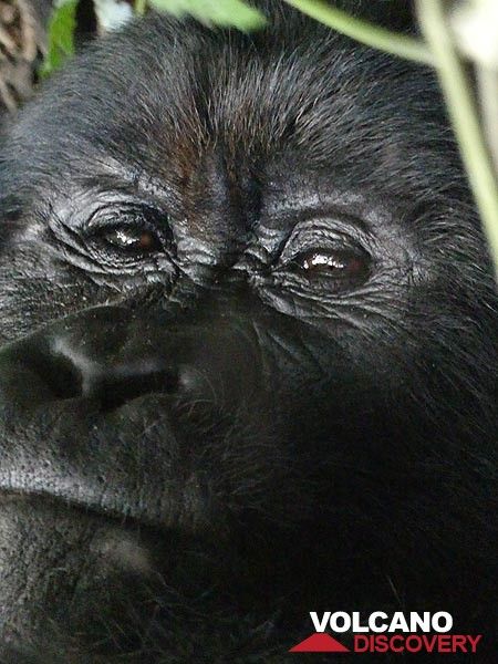 Day 7 - Close up of one of the silverbacks of the family (Photo: Ingrid Smet)