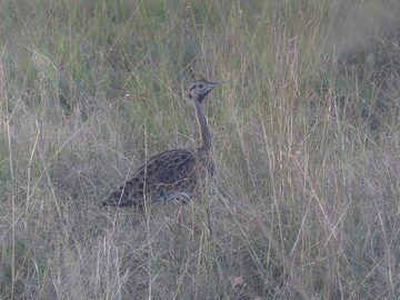 Akagera NP extension - bird (black-bellied bustard) during late afternoon game drive (Photo: Ingrid Smet)