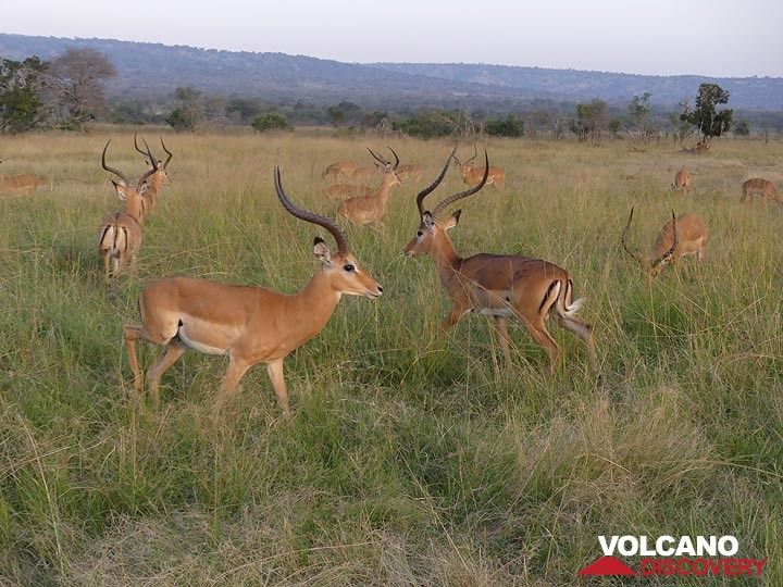 Erweiterung des Akagera-Nationalparks – Eine Gruppe Impalas wurde durch unsere Pirschfahrt am späten Nachmittag gestört (Photo: Ingrid Smet)