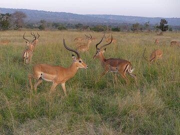 Extension du parc Akagera - Un groupe d'impalas dérangés par notre safari en fin d'après-midi (Photo: Ingrid Smet)