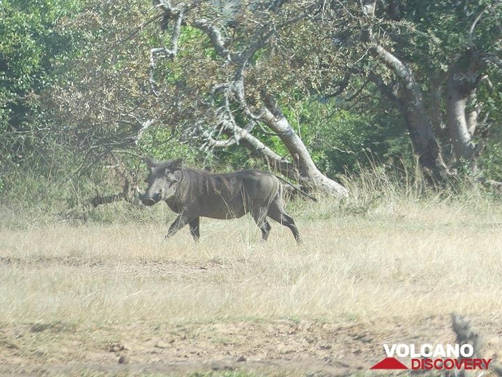 Akagera NP extension - warthog (Photo: Ingrid Smet)