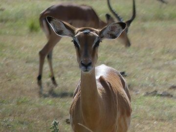 Extension du parc national de l'Akagera - impala femelle regardant (Photo: Ingrid Smet)