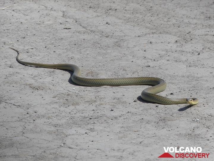 Extension du PN de l'Akagera - serpent sur la route (jeune mamba noir) (Photo: Ingrid Smet)