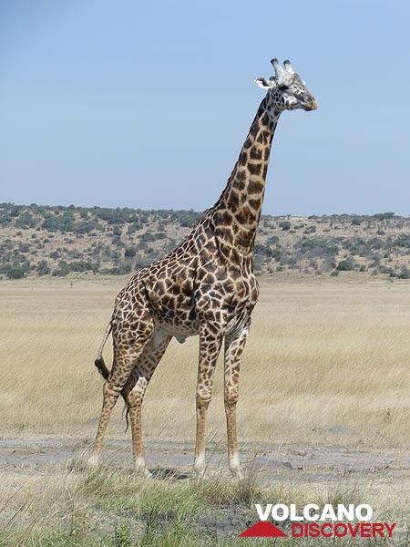 Extension du PN Akagera - girafe (Photo: Ingrid Smet)