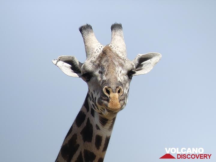 Akagera NP extension - staring giraffe (Photo: Ingrid Smet)