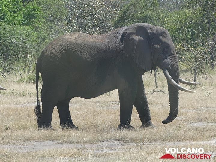 Extension du PN AAkagera - éléphant (Photo: Ingrid Smet)